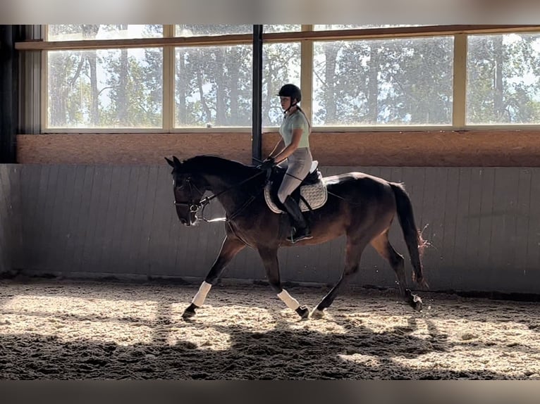 Koń wielkopolski Klacz 10 lat 168 cm Ciemnogniada in Papenhagen