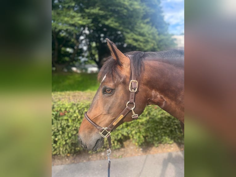 Koń wielkopolski Klacz 11 lat 150 cm Gniada in Dietikon