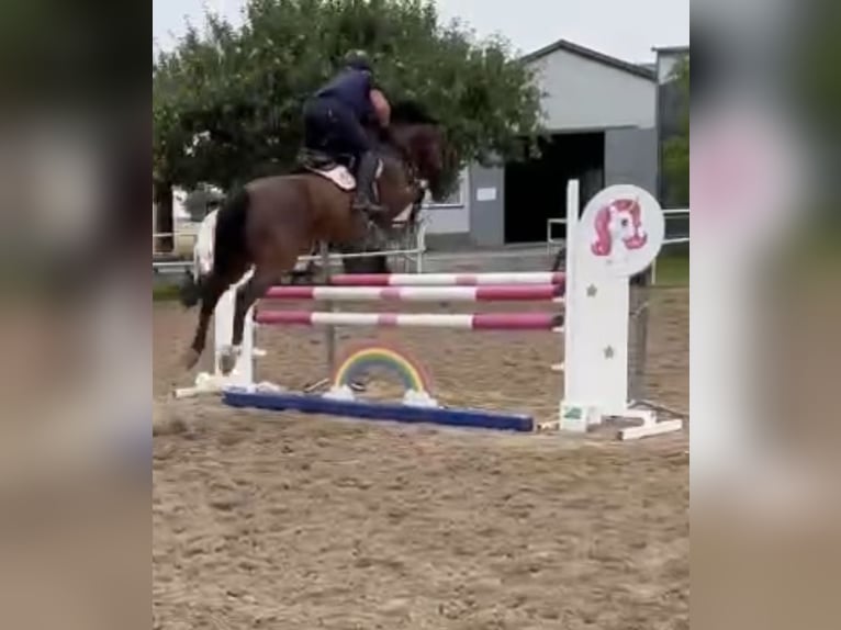 Koń wielkopolski Klacz 11 lat 165 cm Gniada in Papenhagen