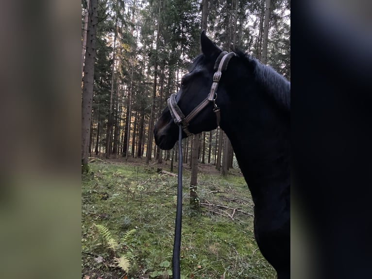 Koń wielkopolski Klacz 12 lat 162 cm in Hofstätten