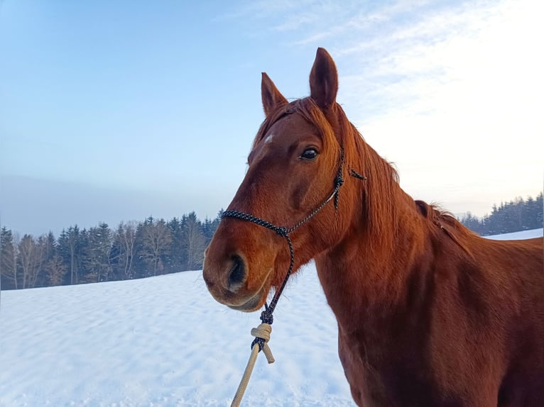 Koń wielkopolski Klacz 12 lat 165 cm Ciemnokasztanowata in Nenzing