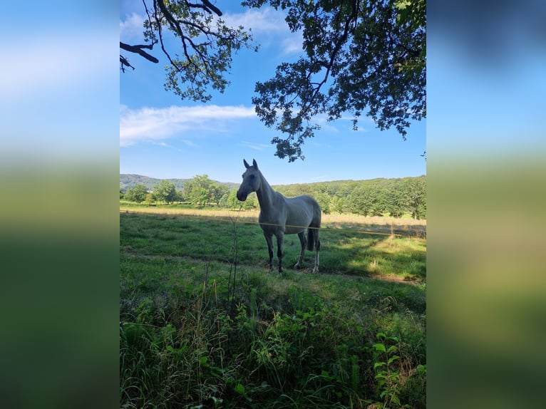 Koń wielkopolski Klacz 13 lat 158 cm Siwa jabłkowita in Tholey