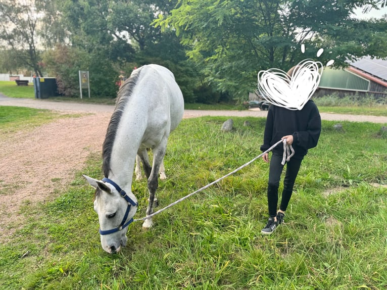 Koń wielkopolski Klacz 13 lat 158 cm Siwa jabłkowita in Tholey