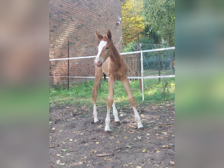 Koń wielkopolski Klacz 13 lat 170 cm Ciemnokasztanowata in Trzciel