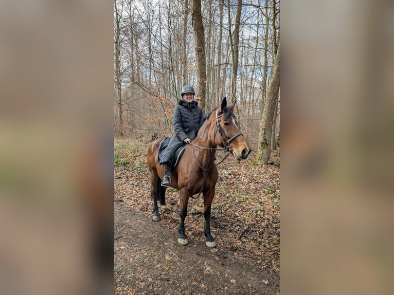 Koń wielkopolski Klacz 14 lat 165 cm in Ulm