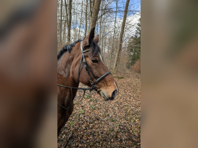 Koń wielkopolski Klacz 14 lat 165 cm in Ulm