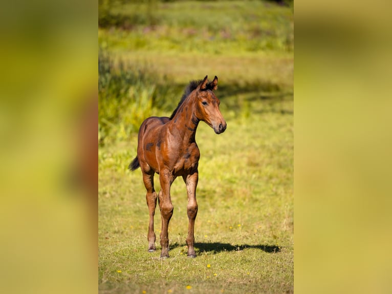 Koń wielkopolski Klacz 14 lat 168 cm Kasztanowata in Wierzchucice