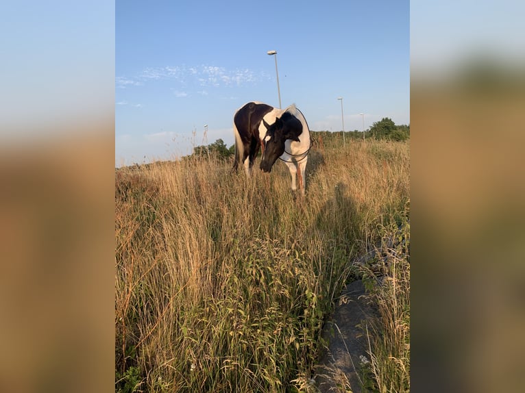 Koń wielkopolski Klacz 14 lat 168 cm Srokata in Tangstedt