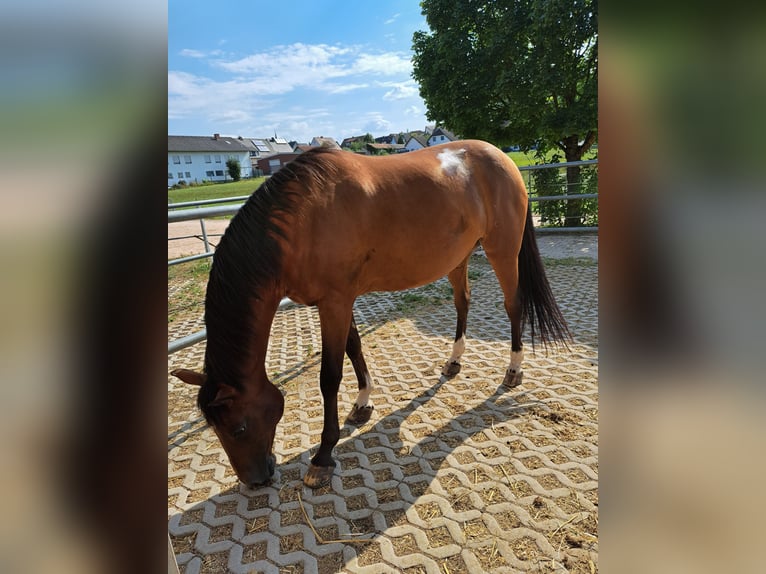 Koń wielkopolski Klacz 15 lat 162 cm Gniada in Michelau in Oberfranken