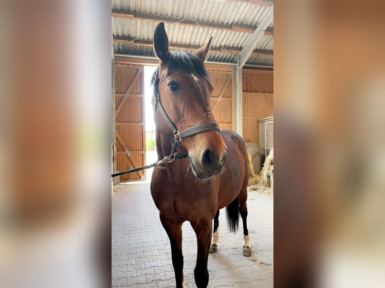 Koń wielkopolski Klacz 15 lat 162 cm Gniada in Michelau in Oberfranken