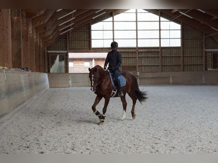 Koń wielkopolski Klacz 15 lat 164 cm Kasztanowata in Hohenbrunn