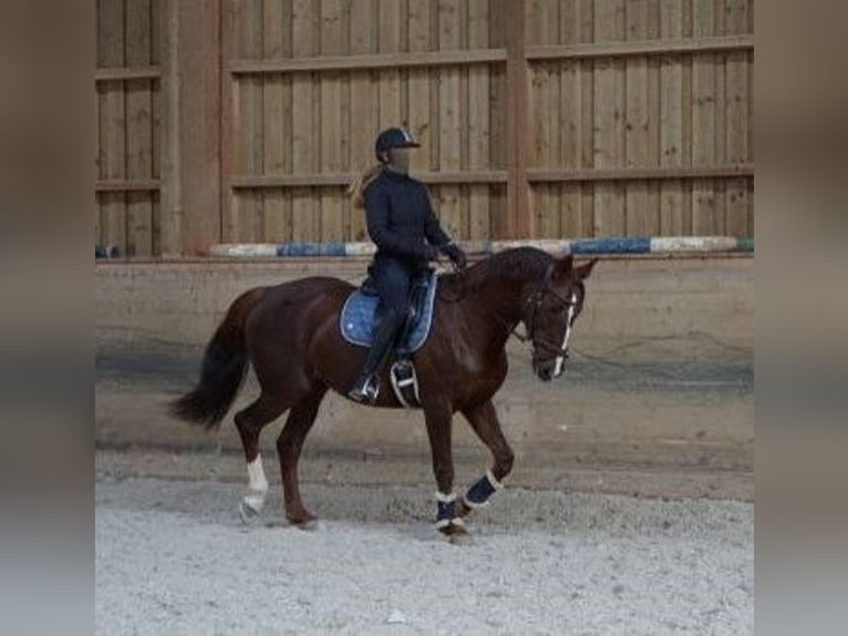 Koń wielkopolski Klacz 15 lat 164 cm Kasztanowata in Hohenbrunn