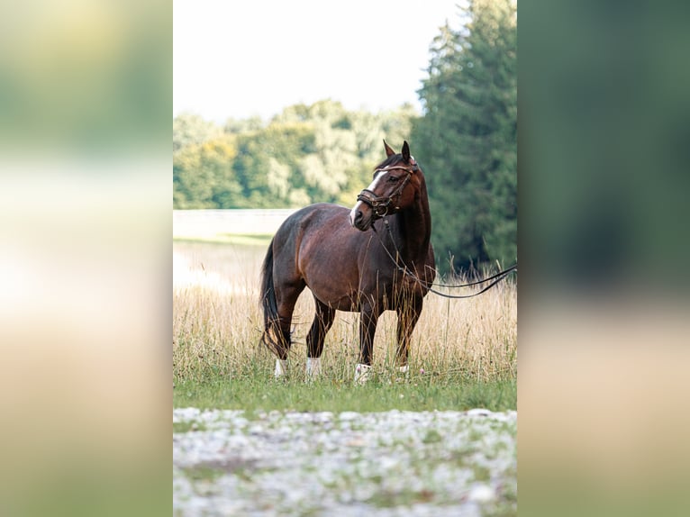 Koń wielkopolski Klacz 16 lat 160 cm Ciemnogniada in Eurasburg