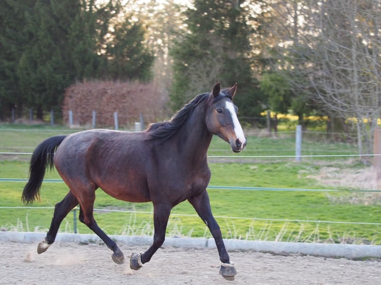 Koń wielkopolski Klacz 16 lat 160 cm Ciemnogniada in Eurasburg