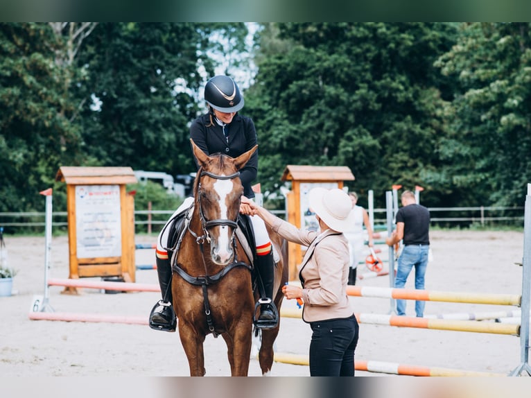 Koń wielkopolski Klacz 16 lat 165 cm Kasztanowata in Białystok