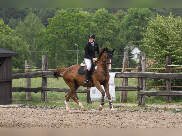 Koń wielkopolski Klacz 16 lat 165 cm Kasztanowata in Białystok