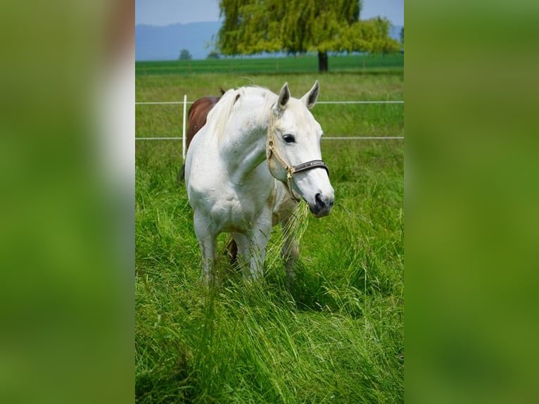 Koń wielkopolski Klacz 17 lat 165 cm Siwa in KarbenKarben