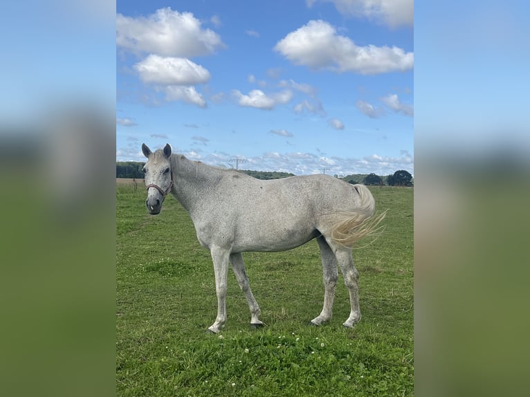 Koń wielkopolski Klacz 17 lat 166 cm Siwa in Papenhagen