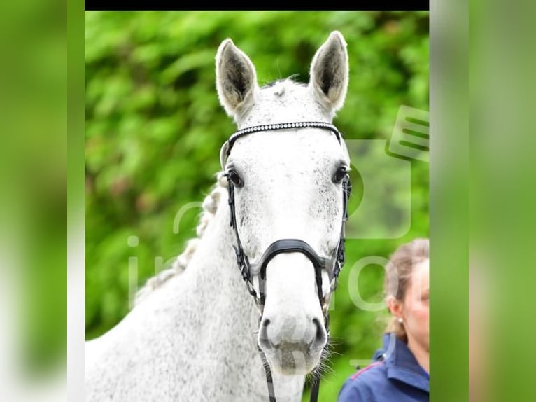 Koń wielkopolski Klacz 17 lat 168 cm Siwa in Dießen am Ammersee