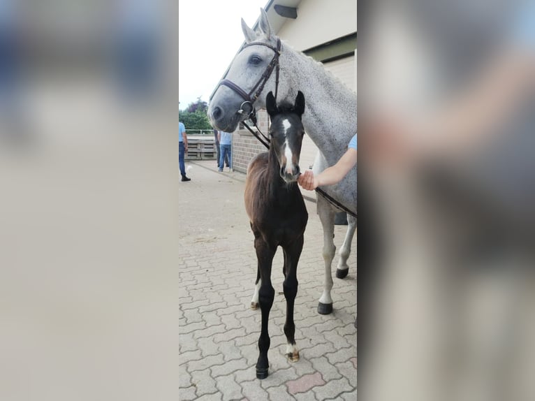 Koń wielkopolski Klacz 18 lat 166 cm Siwa in Papenhagen