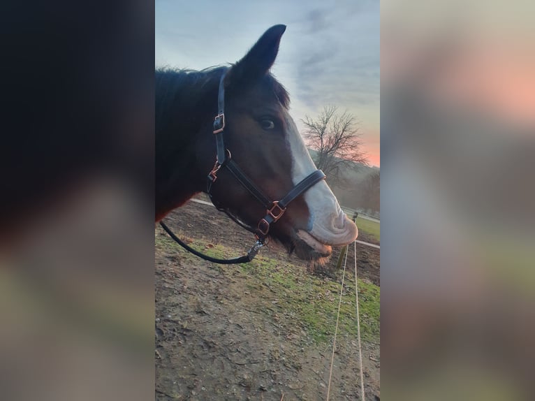 Koń wielkopolski Klacz 19 lat 157 cm Gniada in Wertheim, Nassig