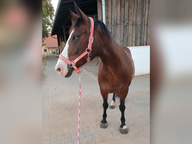 Koń wielkopolski Klacz 19 lat 157 cm Gniada in Wertheim, Nassig