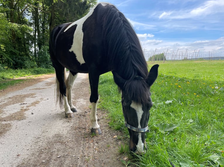 Koń wielkopolski Klacz 19 lat 162 cm Srokata in Aresing