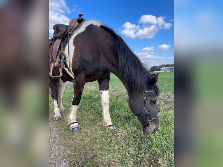 Koń wielkopolski Klacz 19 lat 162 cm Srokata in Aresing