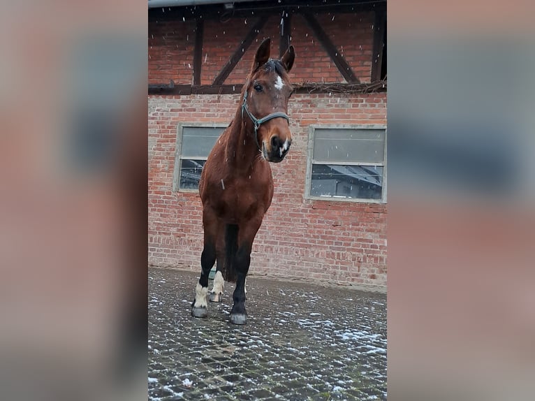 Koń wielkopolski Klacz 19 lat 168 cm Gniada in Hattorf am Harz