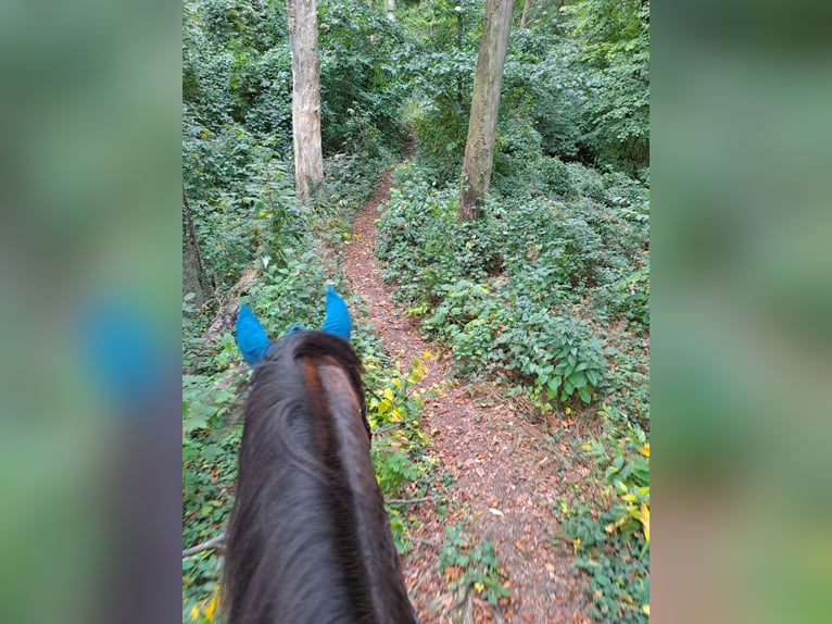 Koń wielkopolski Klacz 19 lat 168 cm Gniada in Hattorf am Harz