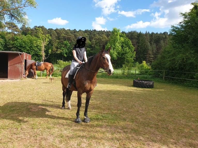Koń wielkopolski Klacz 19 lat 170 cm Ciemnogniada in Wollbach