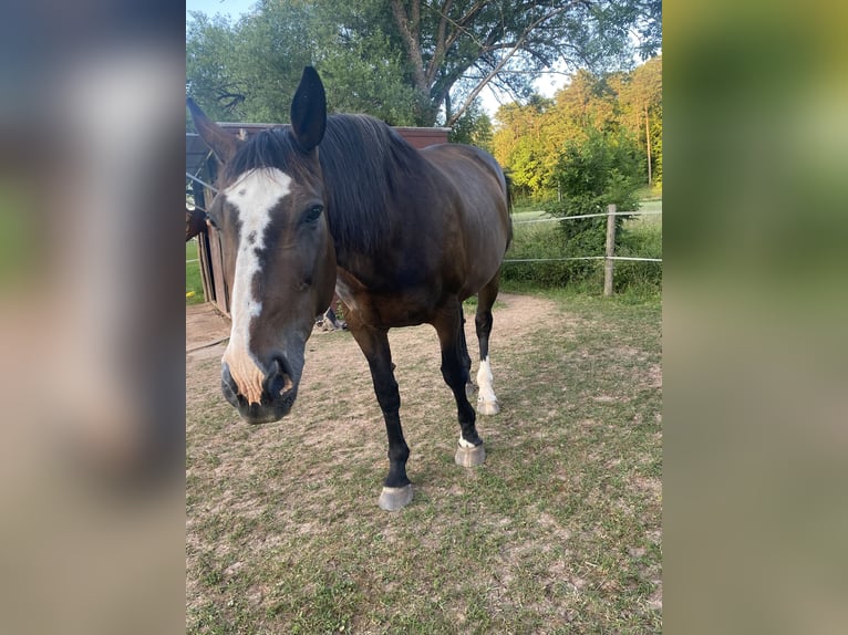 Koń wielkopolski Klacz 19 lat 170 cm Ciemnogniada in Wollbach