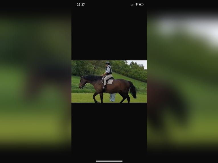 Koń wielkopolski Klacz 19 lat 170 cm Ciemnogniada in Wollbach