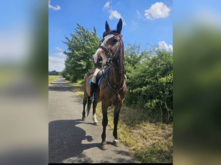 Koń wielkopolski Klacz 19 lat 170 cm Ciemnogniada in Wollbach