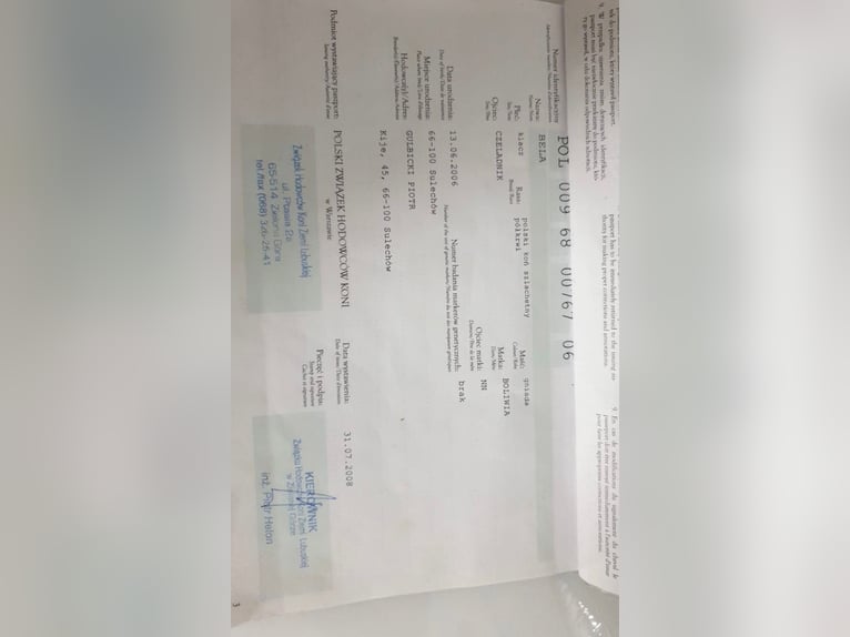 Koń wielkopolski Klacz 19 lat 170 cm Ciemnogniada in Wollbach