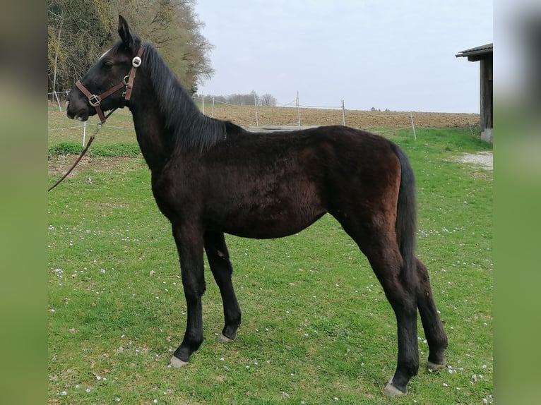 Koń wielkopolski Klacz 1 Rok 138 cm Ciemnogniada in Bayerbach