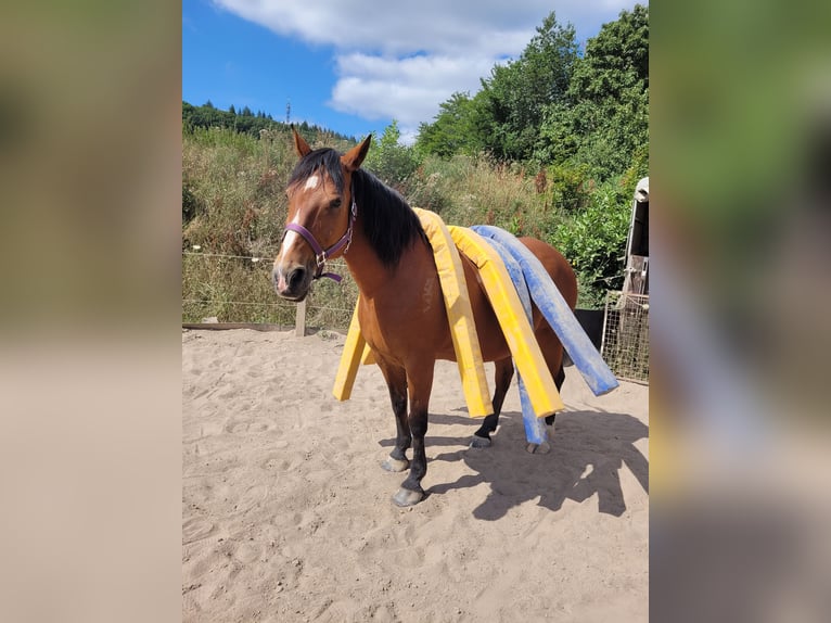 Koń wielkopolski Klacz 21 lat 162 cm Gniada in Rammelsbach