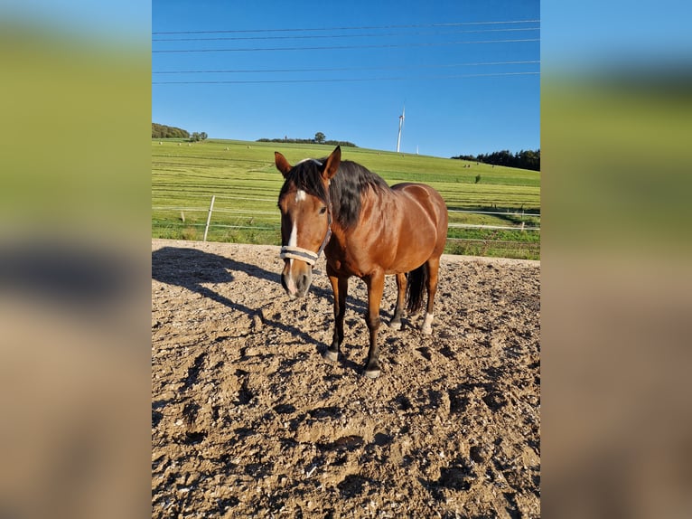 Koń wielkopolski Klacz 21 lat 162 cm Gniada in Rammelsbach