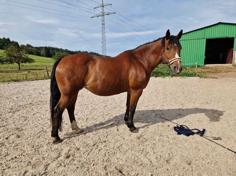 Koń wielkopolski Klacz 21 lat 162 cm Gniada in Rammelsbach