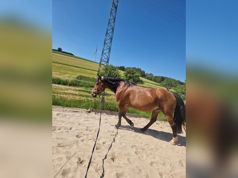 Koń wielkopolski Klacz 21 lat 162 cm Gniada in Rammelsbach