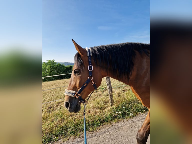 Koń wielkopolski Klacz 21 lat 162 cm Gniada in Rammelsbach