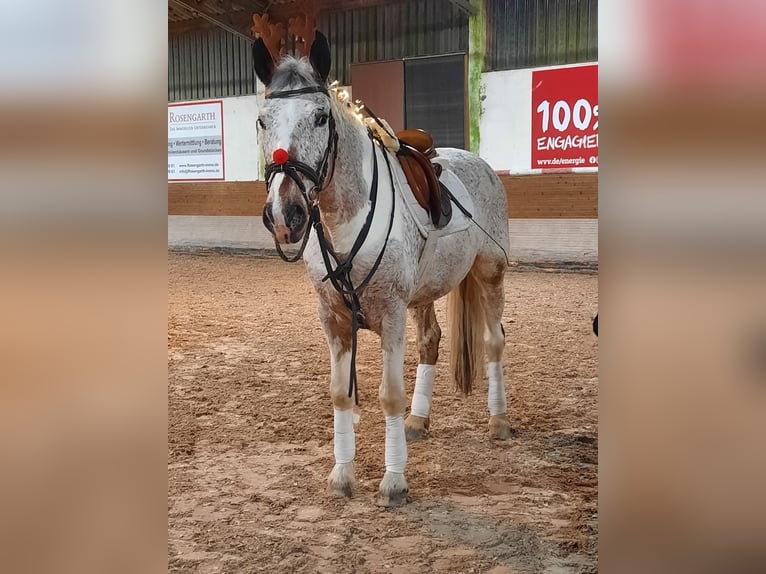 Koń wielkopolski Mix Klacz 21 lat 165 cm Srokata in Würzburg