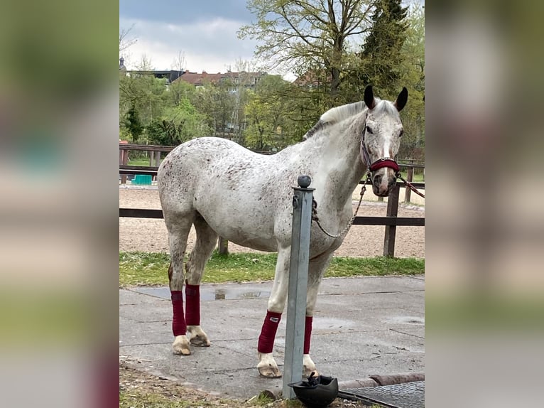 Koń wielkopolski Mix Klacz 21 lat 165 cm Srokata in Würzburg