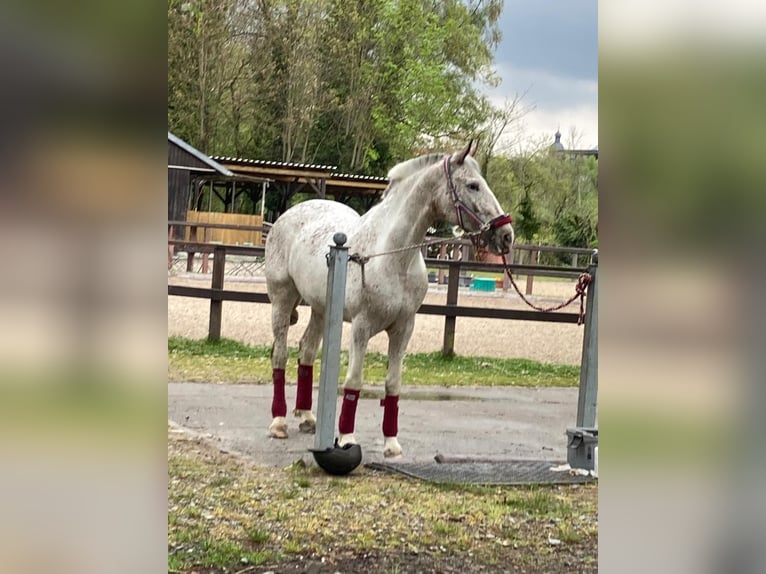 Koń wielkopolski Mix Klacz 21 lat 165 cm Srokata in Würzburg