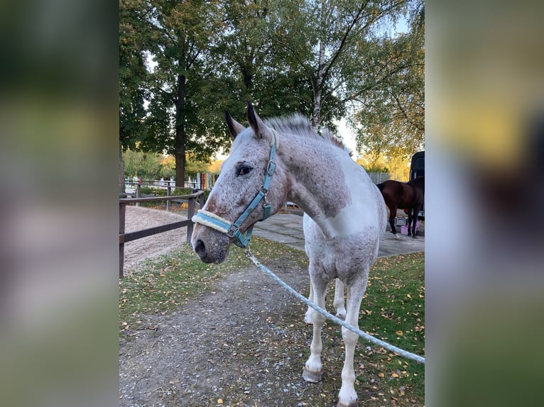 Koń wielkopolski Mix Klacz 21 lat 165 cm Srokata in Würzburg