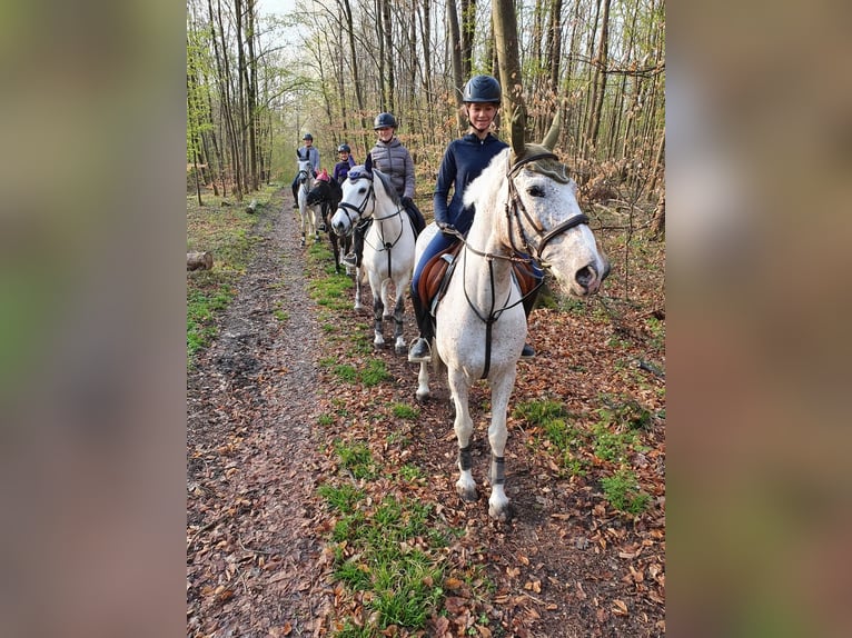 Koń wielkopolski Mix Klacz 21 lat 165 cm Srokata in Würzburg