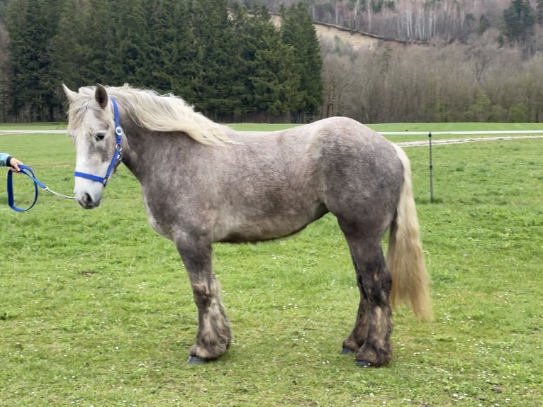 Koń wielkopolski Mix Klacz 3 lat 152 cm Siwa in Fuchstal