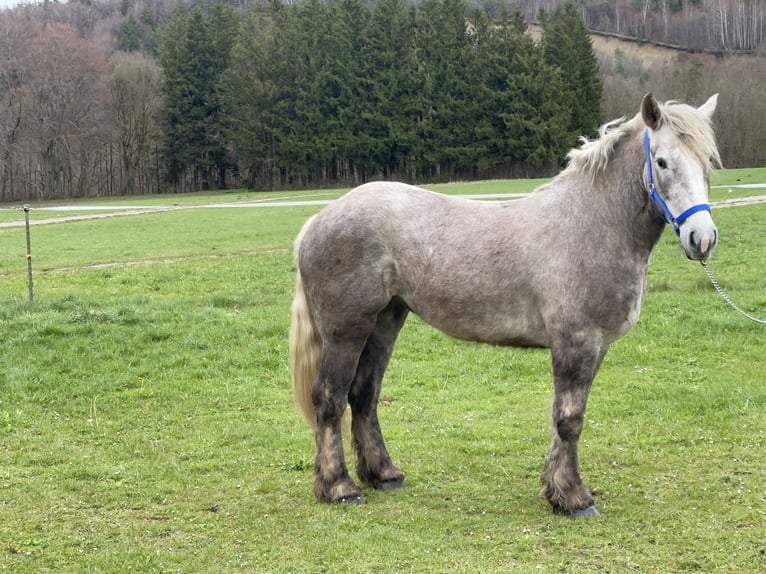 Koń wielkopolski Mix Klacz 3 lat 152 cm Siwa in Fuchstal