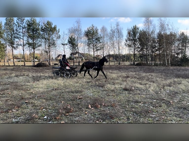 Koń wielkopolski Klacz 3 lat 155 cm Ciemnogniada in Dobrosołowo Pierwsze