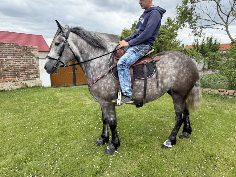 Koń wielkopolski Mix Klacz 3 lat 155 cm Siwa jabłkowita in Gleina